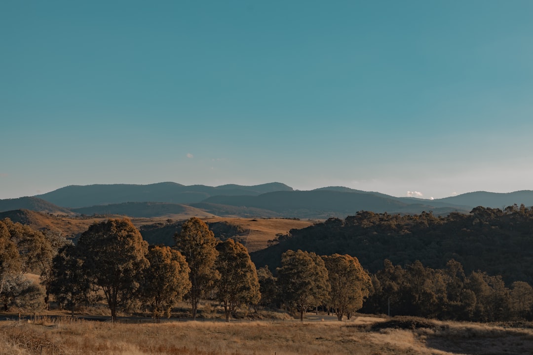tree removal canberra in Top Tree Removal Canberra