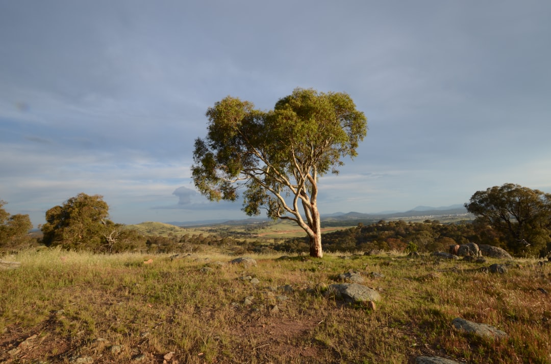 tree removal canberra in Top Tree Removal Canberra