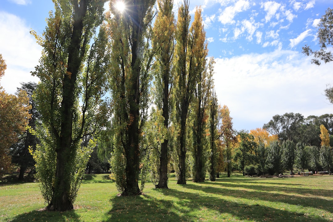 tree removal canberra in Top Tree Removal Canberra