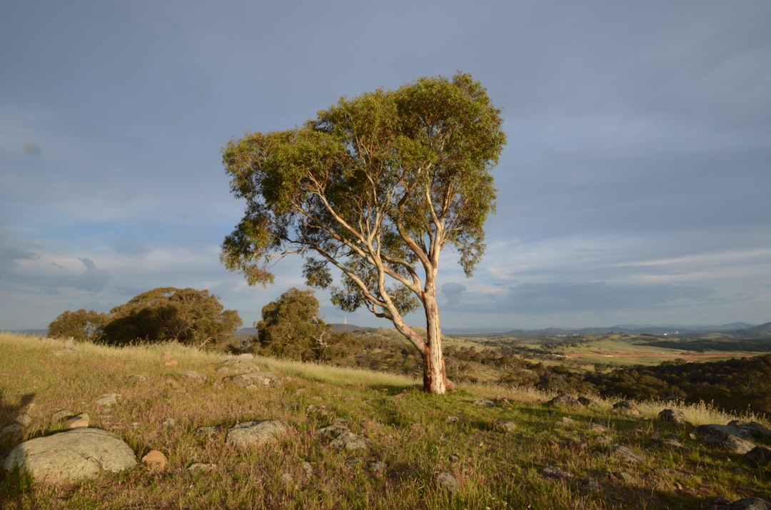 tree removal canberra in Top Tree Removal Canberra