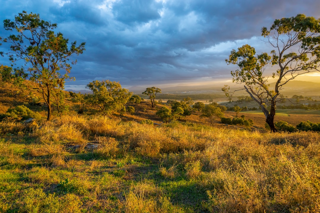 tree removal services canberra in Top Tree Removal Canberra